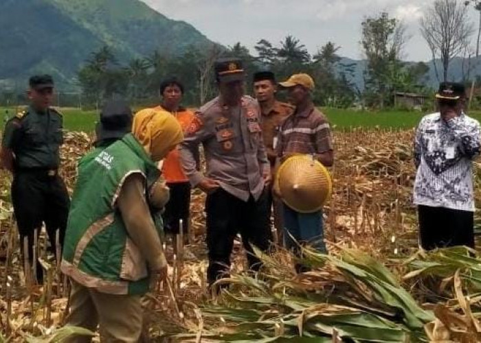 Bahagianya Poktan Sirayu, Panen Jagungnya Melimpah Kesejahteraan Anggota pun Bertambah