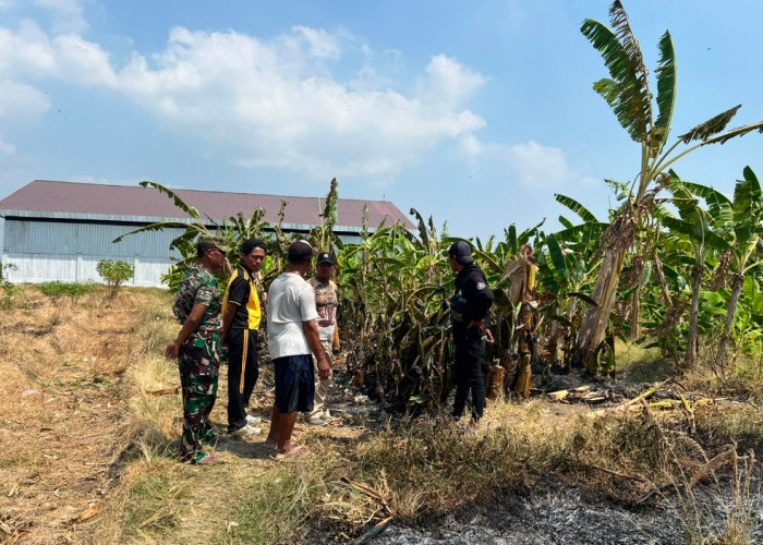 Apes! Niat Bakar Rumput di Sawah, Motor Petani di Brebes Malah Ikut Terbakar