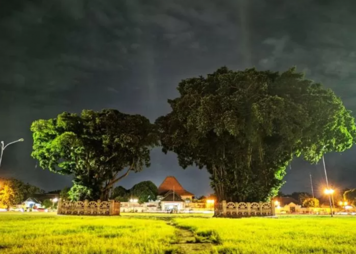 Mitos Beringin Kembar di Alun-Alun Kidul Yogyakarta, Konon Ada Tradisi Sakral Penarik Jodoh