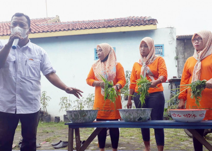 Petani Kota Tegal Manfaatkan Rumput Liar untuk Mengatasi Hama, Begini Cara Meramunya