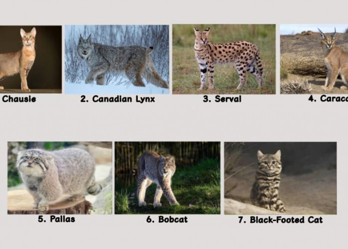 Imut tapi Ganas! Inilah 7 Spesies Kucing Paling Berbahaya di Dunia