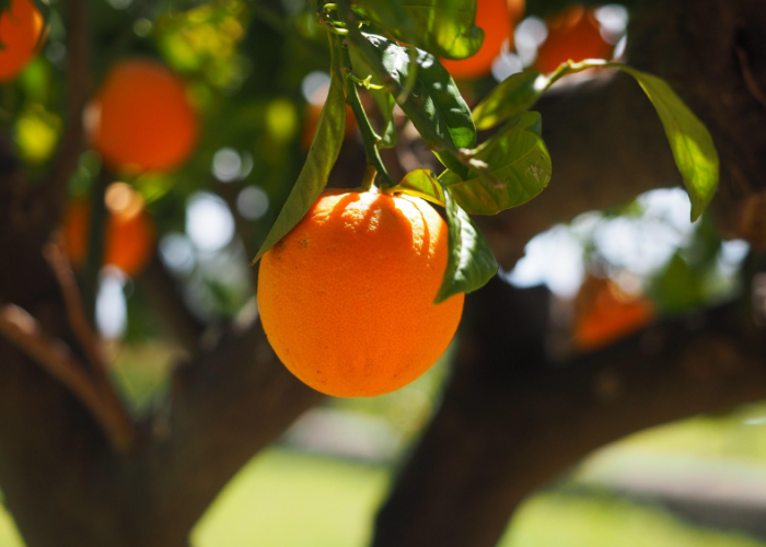 Kebun Jeruk Malang, Sensasi Petik Buah Sendiri di Kaki Gunung yang Ramai Tiap Akhir Pekan