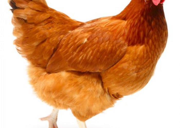 Pernah Dengar Suara Ayam Berkokok di Pertengahan Malam? Rupanya Ini Mitosnya