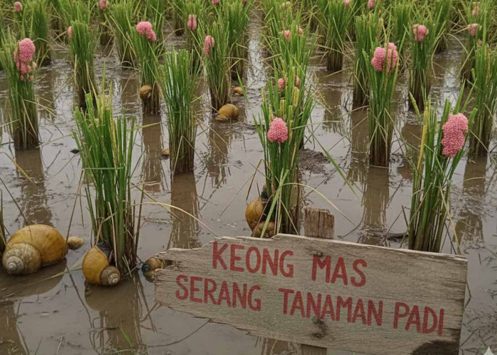 Penyakit Kresek dan Keong Mas Ancam 5 Hektare Tanaman Padi di Tegal