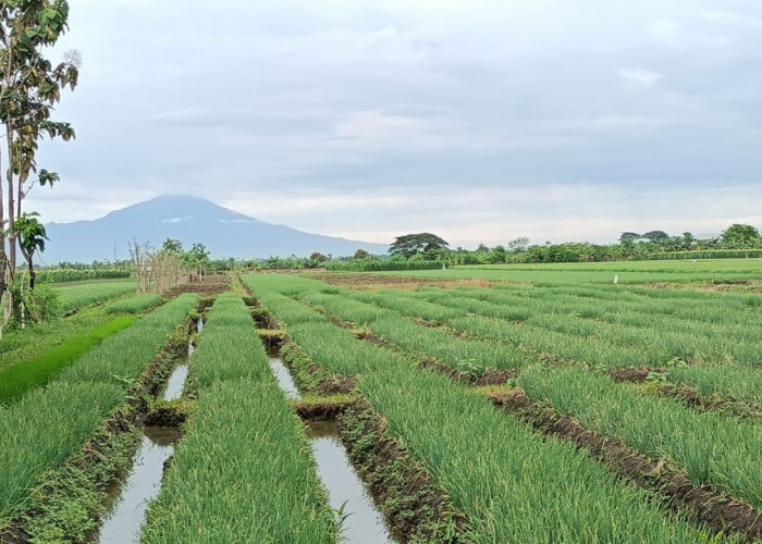 Pemkab Brebes Terima Penambahan 30.344.660 Kilogram Pupuk Bersubsidi