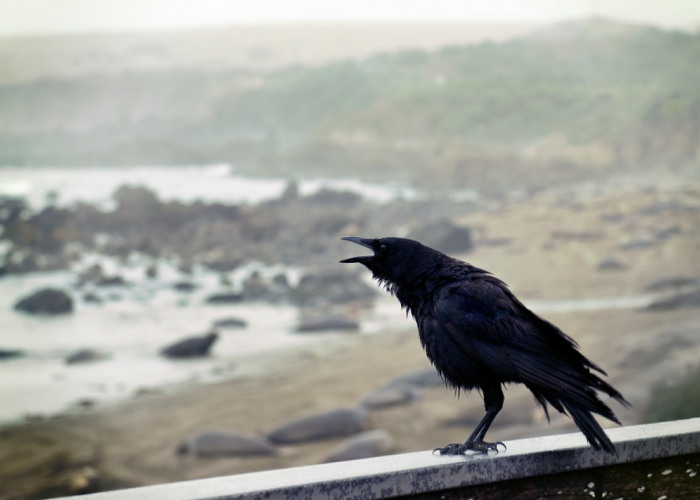 Mitos Burung Gagak Bertengger di Atas Rumah: Benarkah Tanda Bahaya dan Kematian?