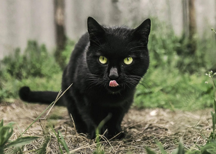 3 Mitos Kucing Hitam yang Melegenda, Apa Benar Penyihir Sedang Menyamar?
