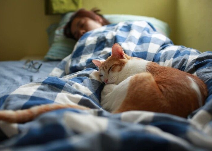 Mitos Tidur dengan Kucing Bisa Mandul, Begini Penjelasan Kedokteran Hewan Amerika