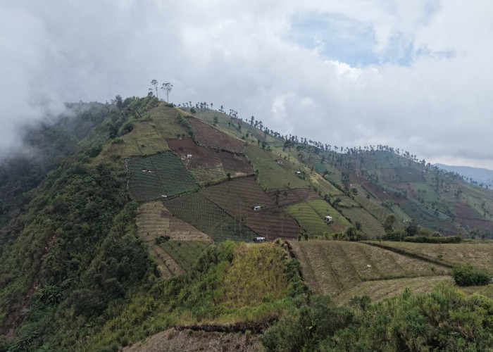 Guci Diterjang Banjir Bandang usai 49 Hektare Hutan Rusak, Lereng Gunung Slamet Mendesak Diselamatkan