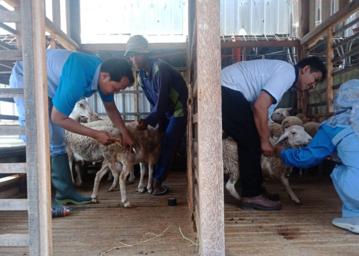 Cegah Penularan Penyakit Mulut dan Kuku di Kabupaten Tegal, Puluhan Ekor Kambing Divaksin 