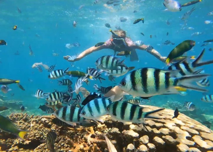 4 Spot Snorkeling di Kepulauan Karimunjawa yang Spektakuler