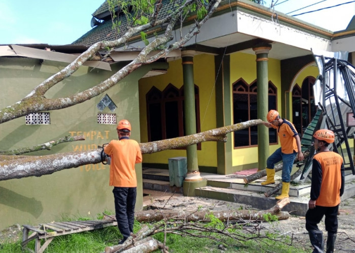 Gara-gara Angin Kencang, Masjid di Desa Winduaji Brebes Tertimpa Pohon Besar yang Roboh 