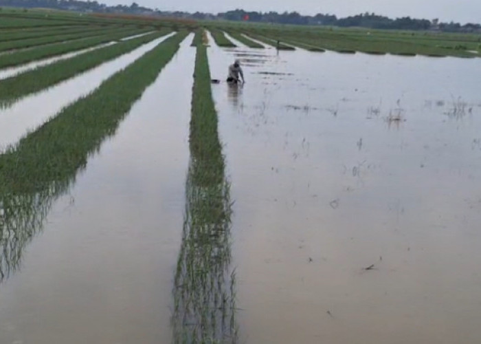 Terendam Banjir, 400 Hektare Tanaman Bawang Merah di Brebes Terancam Gagal Panen