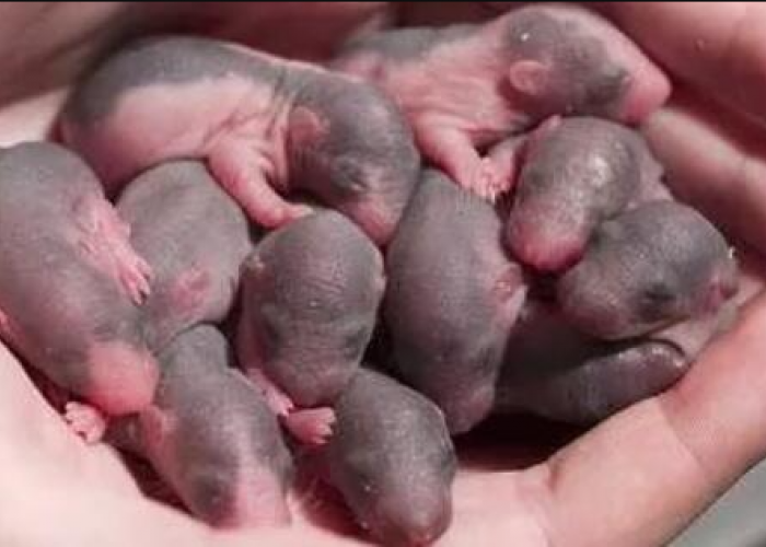 Mitos atau Fakta Tradisi Nguntal Cindil, Memakan Bayi Tikus Untuk Menambah Stamina