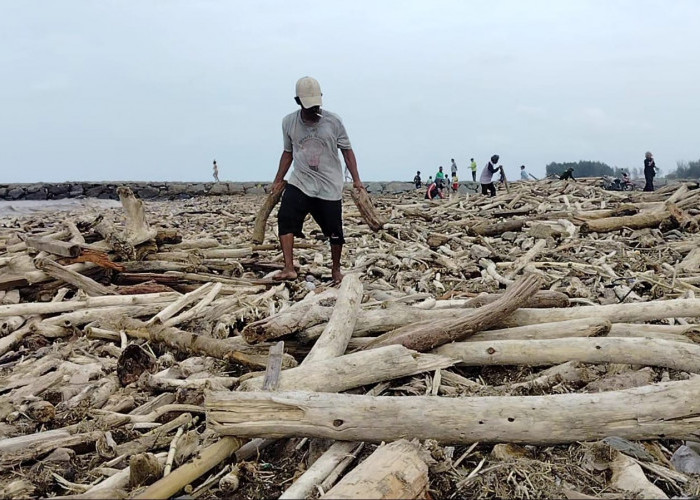 Ribuan Kayu Gelondongan Penuhi Laut Larangan Tegal, Diduga Hanyut dari Gunung Slamet