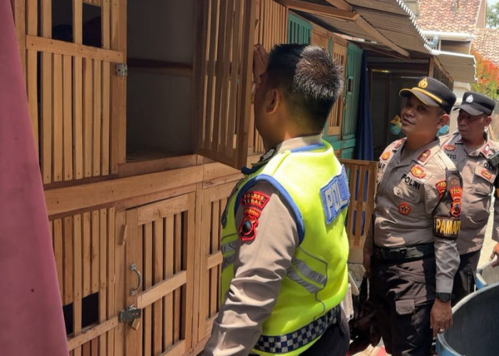 Penggerebekan Judi Sabung Ayam di Wangandawa Tegal, 1 Orang Diamankan
