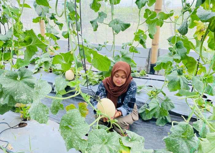 Tak Jauh dari Pusat Kota Slawi, Ini Kebun Buah Melon Asal Thailand di Kabupaten Tegal yang Lagi Viral