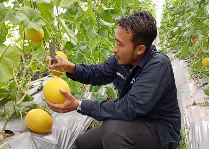 Jajal Destinasi Baru, Wisata Petik Buah Melon Premium di Agrowisata Kalisapu Tegal  