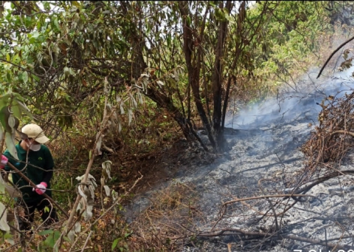 Pemadaman Kebakaran Hutan Gunung Slamet Belum Tuntas, Perhutani Kerahkan 30 Personil 