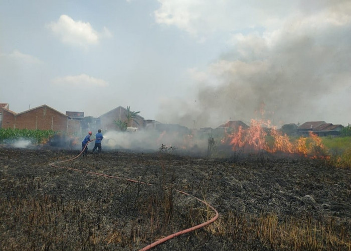 4 Kebakaran Lahan di Kabupaten Tegal Sehari, Damkar Ungkap Pemicunya
