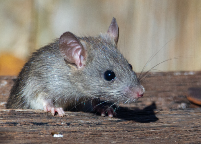 Usir Tikus Dari Rumah dengan Beberapa Cara Mudah Ini, Dijamin Ampuh!