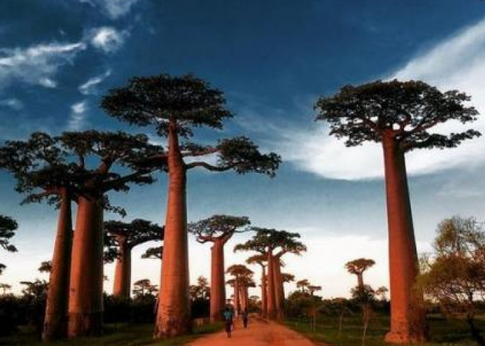 5 Fakta Menarik Pohon Baobab, Pohon Terkutuk Kaya Akan Manfaat yang Telah Hidup Sejak era Dinosaurus