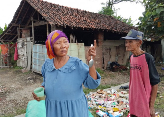 Pilu! Pasutri Lansia di Kaligelang Pemalang Tidur di Kandang Kerbau karena rumahnya Dibongkar Pemerintah Desa