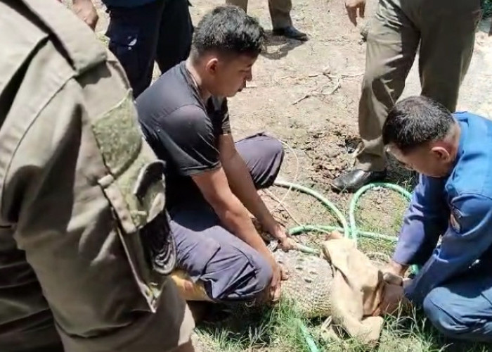 Sempat Bikin Heboh, Buaya Sepanjang Dua Meter di Brebes Akhirnya Dievakuasi