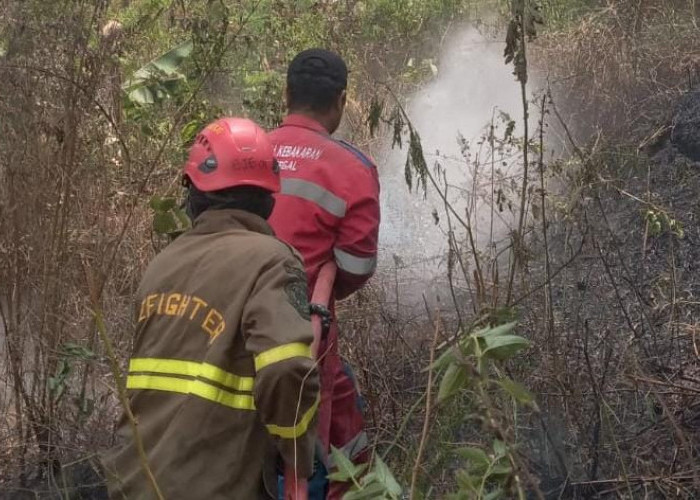 Gunung Anjing Bojong Tegal Terbakar Hebat, Pohon Pinus Ludes Dilalap Api