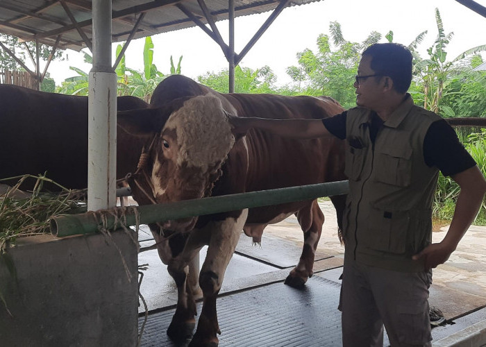 Melihat Penampakan Kevin, Sapi Jenis Metal Bantuan Kurban Presiden Prabowo di Tegal