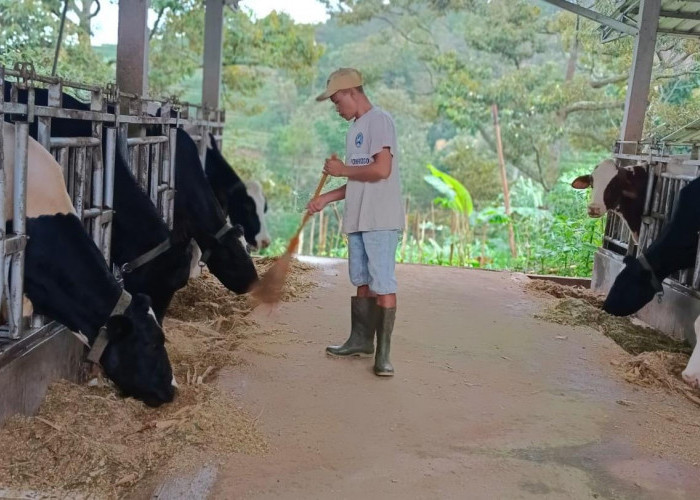 Pembiayaan dan Transaksi dari BRI Dorong Klaster Susu di Ponorogo Tingkatkan Produksi