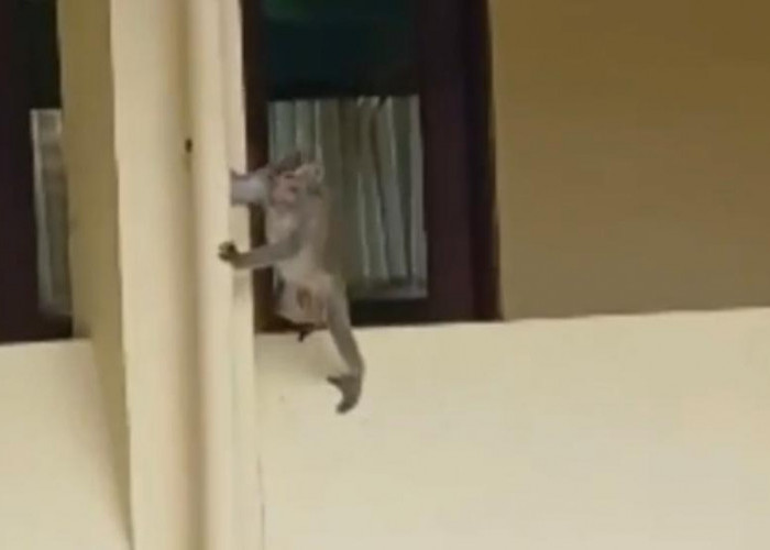 Monyet Ekor Panjang Berkeliaran di Kantor Pemkab Tegal, 5 Kali Lolos Evakuasi!