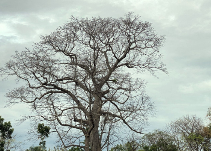 Kisah Misterius di Balik Pohon Randu Alas: Mengungkap Rahasia Tempat Bersemayam Hantu