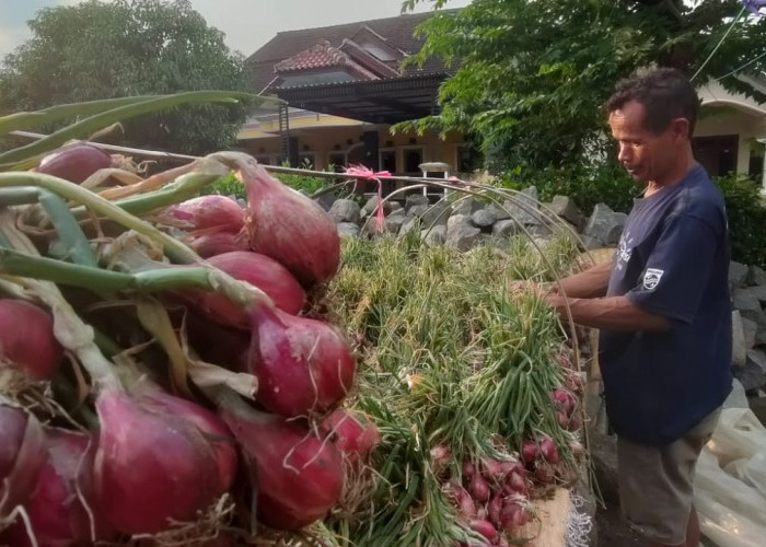 Produktivitas Turun, Harga Bawang Merah Alami Kenaikan