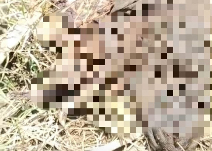 Heboh! Kerangka Manusia Ditemukan di Area Perkebunan Tebu di Pemalang