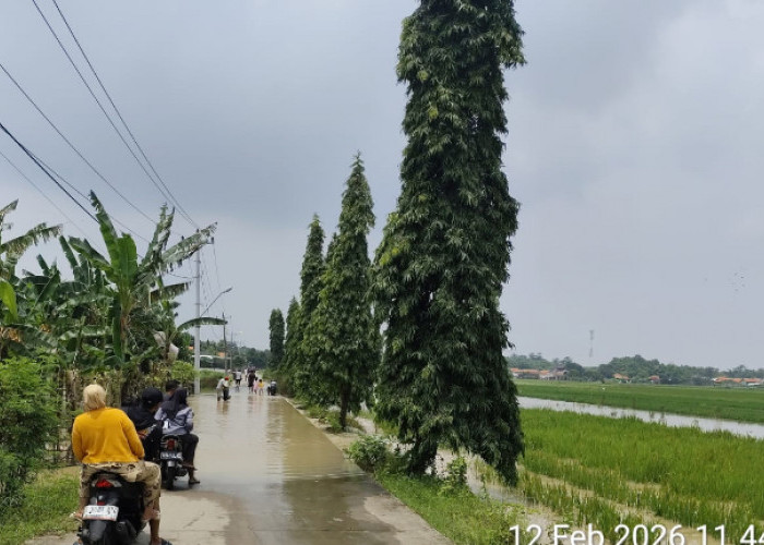 Ratusan Hektar Lahan Pertanian Terdampak Banjir di Brebes, 50 Ha di Antaranya Puso