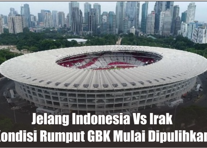 Jelang Pertandingan Timnas Indonesia Vs Irak, Kondisi Rumput Stadion GBK Mulai Dipulihkan Kembali 
