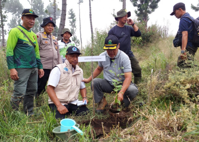 Rehabilitasi Hutan di Brebes, 1.665 Pohon Ditanam di Wilayah Pegunungan