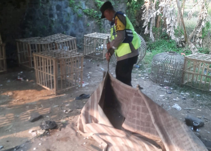 Grebek Arena Sabung Ayam di Tegal, Polisi Amankan Barang Bukti dan Bongkar Lapak