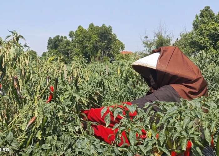 Harga Cabai di Brebes Terpuruk, Ini yang Akan Dilakukan Pemkab