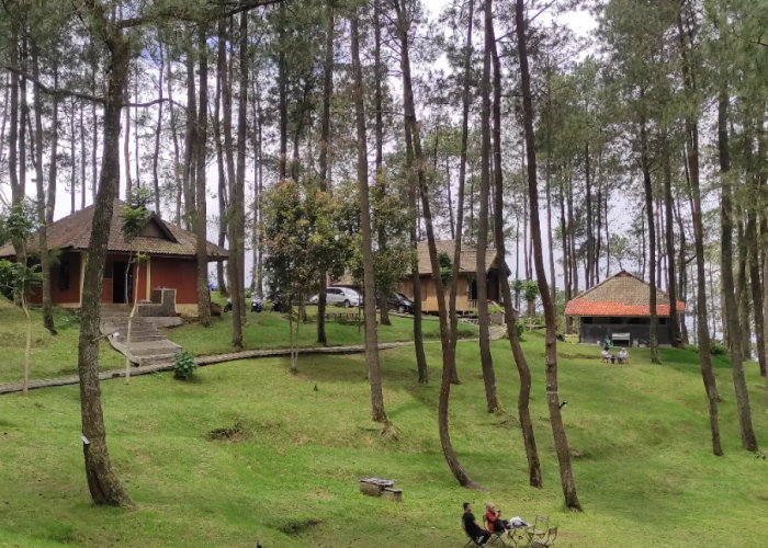 5 Glamping Pemandangan Hutan Pinus di Jawa Tengah yang Masih Hidden Gem!