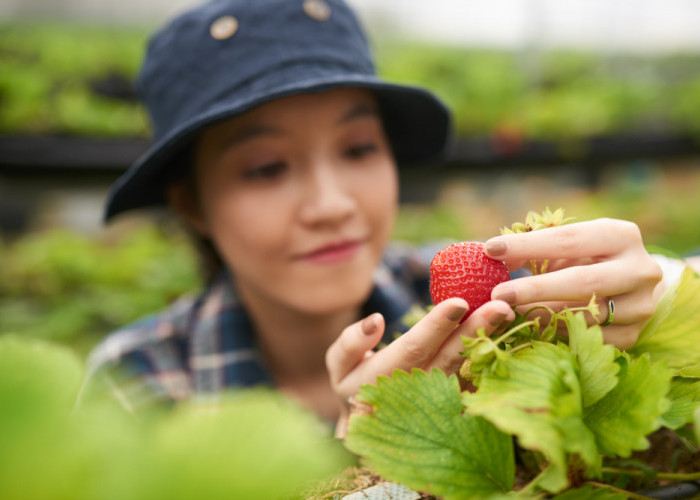 3 Agrowisata Stroberi Seru di Jawa Tengah View Memukau