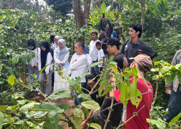 Yamaha Classy HangoutDay, Hadirkan Pengalaman Baru Memetik Biji Hingga Meracik Kopi Sendiri