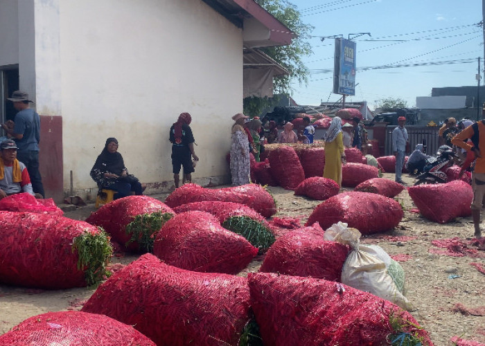 Harga Cabai Merah di Brebes Belum Stabil, Petani Sambat Pemerintah