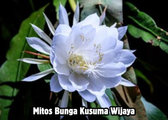 Mitos Bunga Kusuma Wijaya, Salah Satunya Bisa Mendatangkan Jodoh Lho