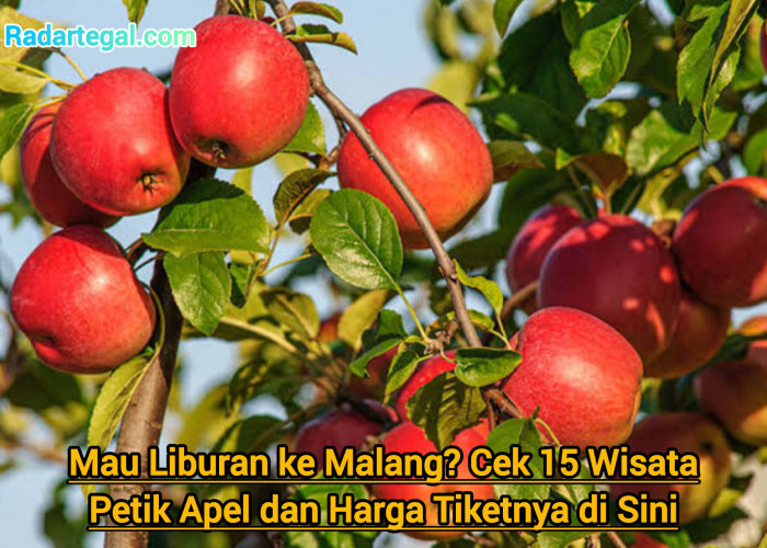 Mau Liburan ke Malang? Cek 15 Wisata Petik Apel dan Harga Tiketnya di Sini