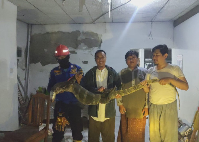 Ngumpet dalam Plafon Rumah Warga di Brebes, Biawak Sepanjang 3 Meter Diamankan Damkar