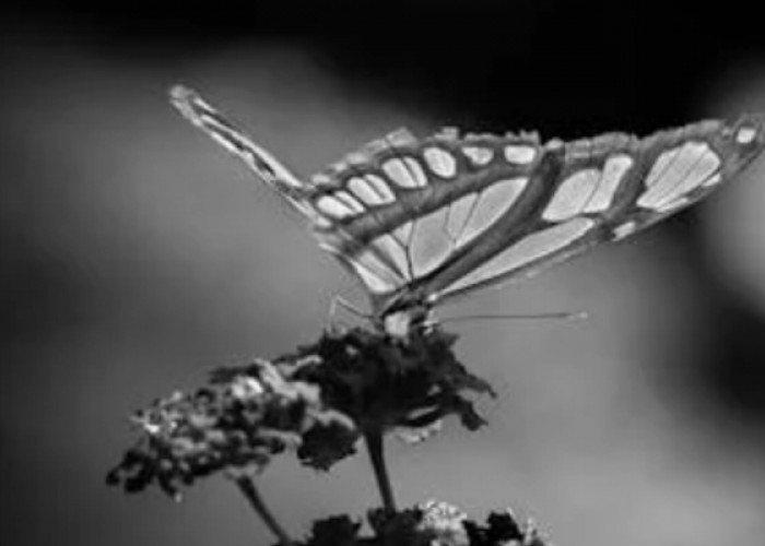 Terkuak Mitos Kupu-kupu yang Masuk ke dalam Rumah Membawa Pesan Mistis, Inilah Mitologi Terkait Kisahnya