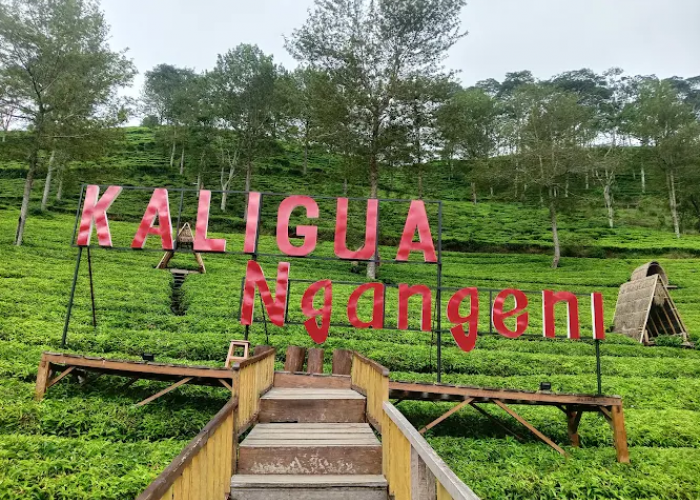 Piknik Seru di Kebun Teh Kaligua Brebes dengan Tiket Masuk Seharga Teh Kotak