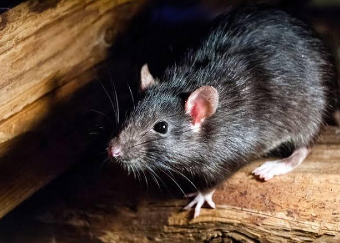 Sudah Mulai Musim Hujan, Begini 6 Cara Membasmi Tikus dengan Gampang yang Bersarang di Rumah 
